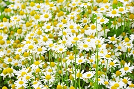 بررسی خواص درمانی بابونه آلمانی